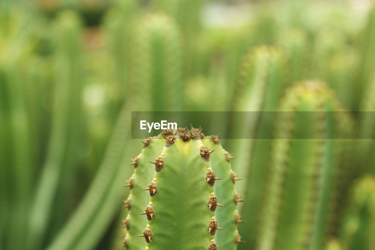 CLOSE-UP OF CACTUS