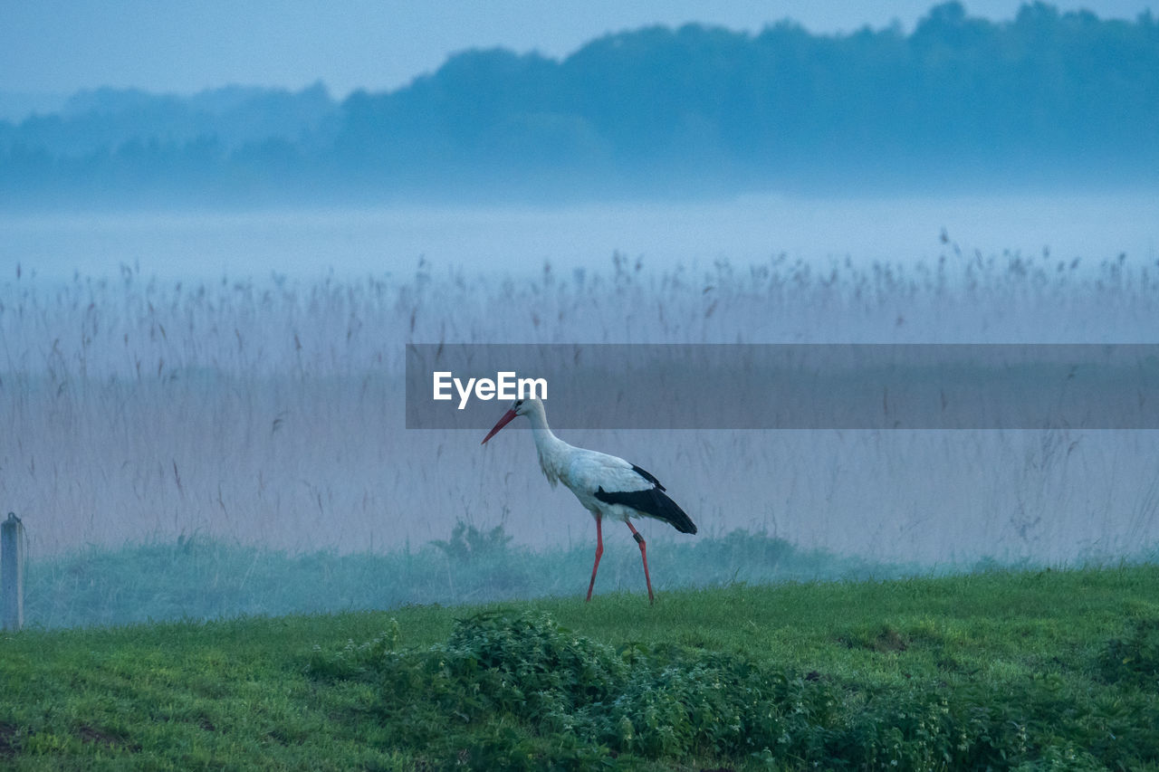 BIRD IN A FIELD