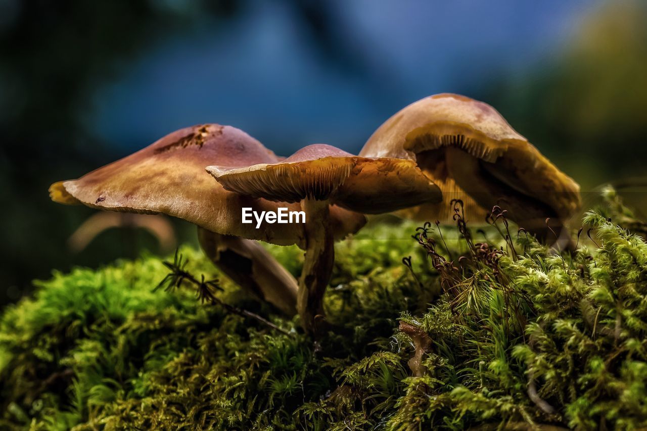 Close-up of mushroom growing outdoors