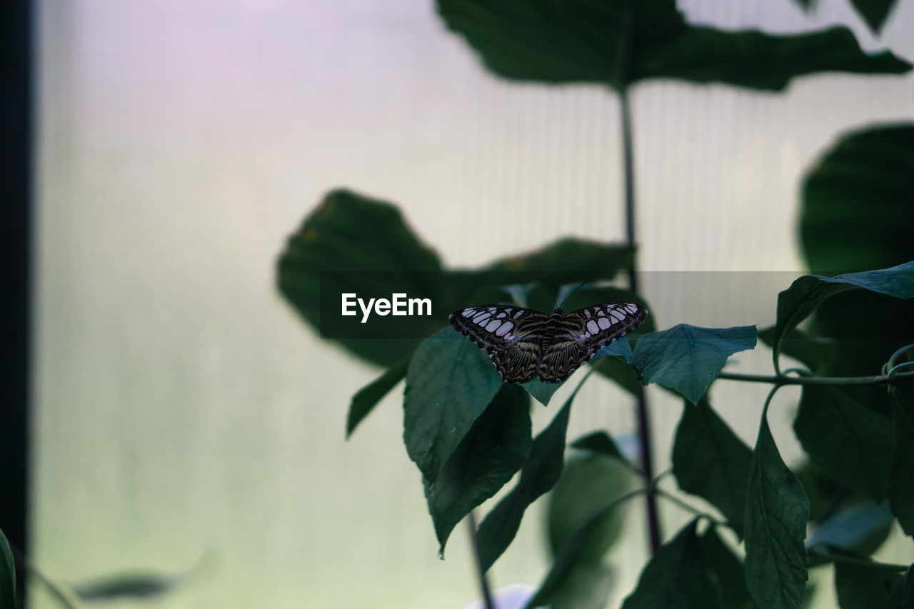 green, blue, leaf, plant part, plant, flower, nature, black, butterfly, close-up, macro photography, no people, beauty in nature, animal, animal themes, focus on foreground, animal wildlife, insect, growth, outdoors, purple, day, flowering plant, one animal, wildlife, fragility