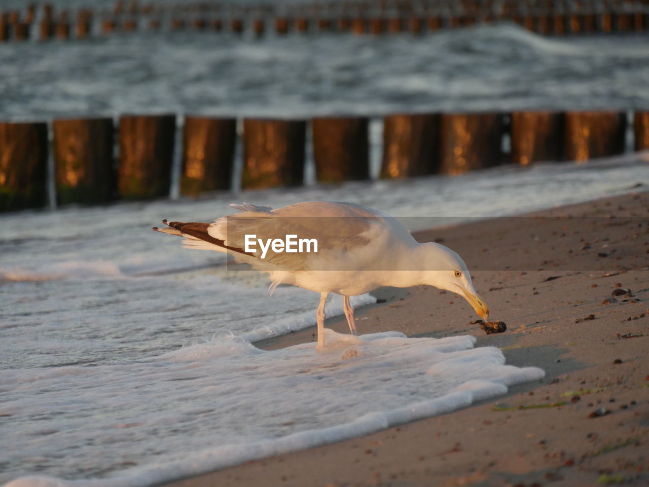 Seagulls on beach