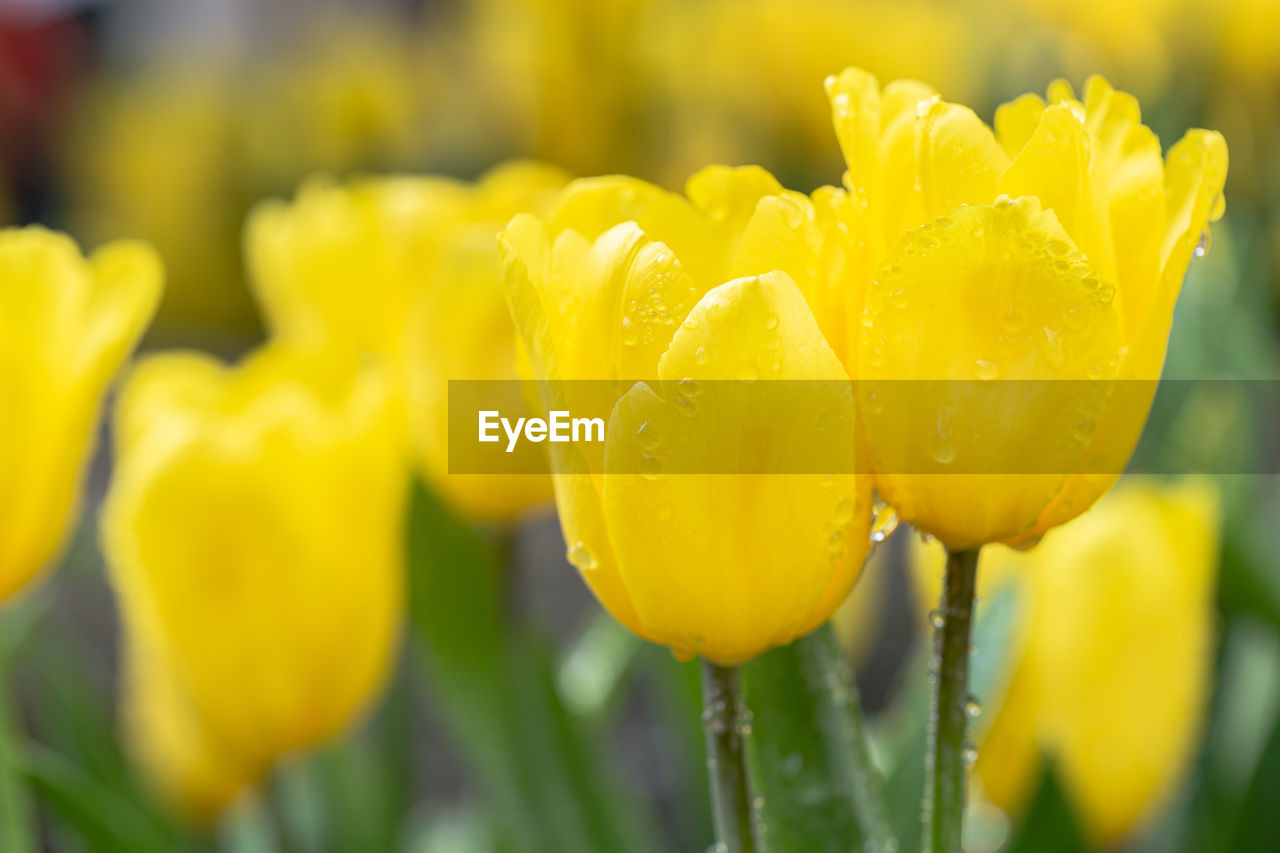 CLOSE-UP OF YELLOW TULIP