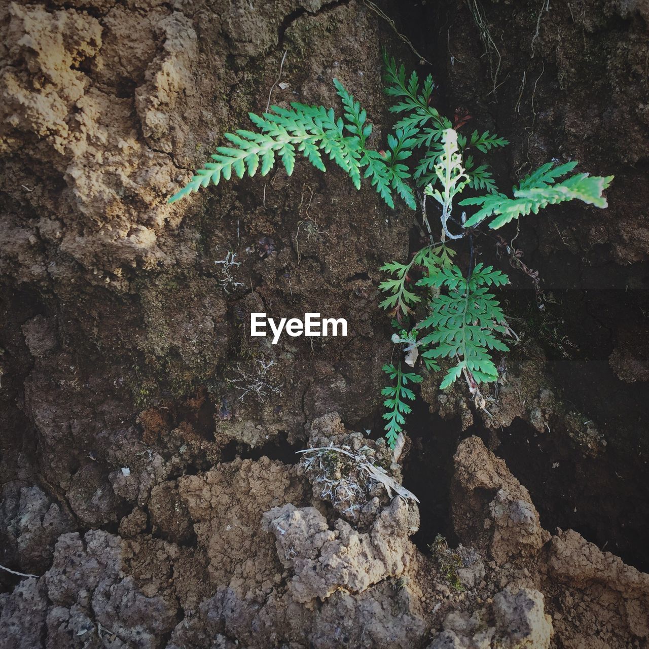 CLOSE-UP OF PLANTS GROWING OUTDOORS