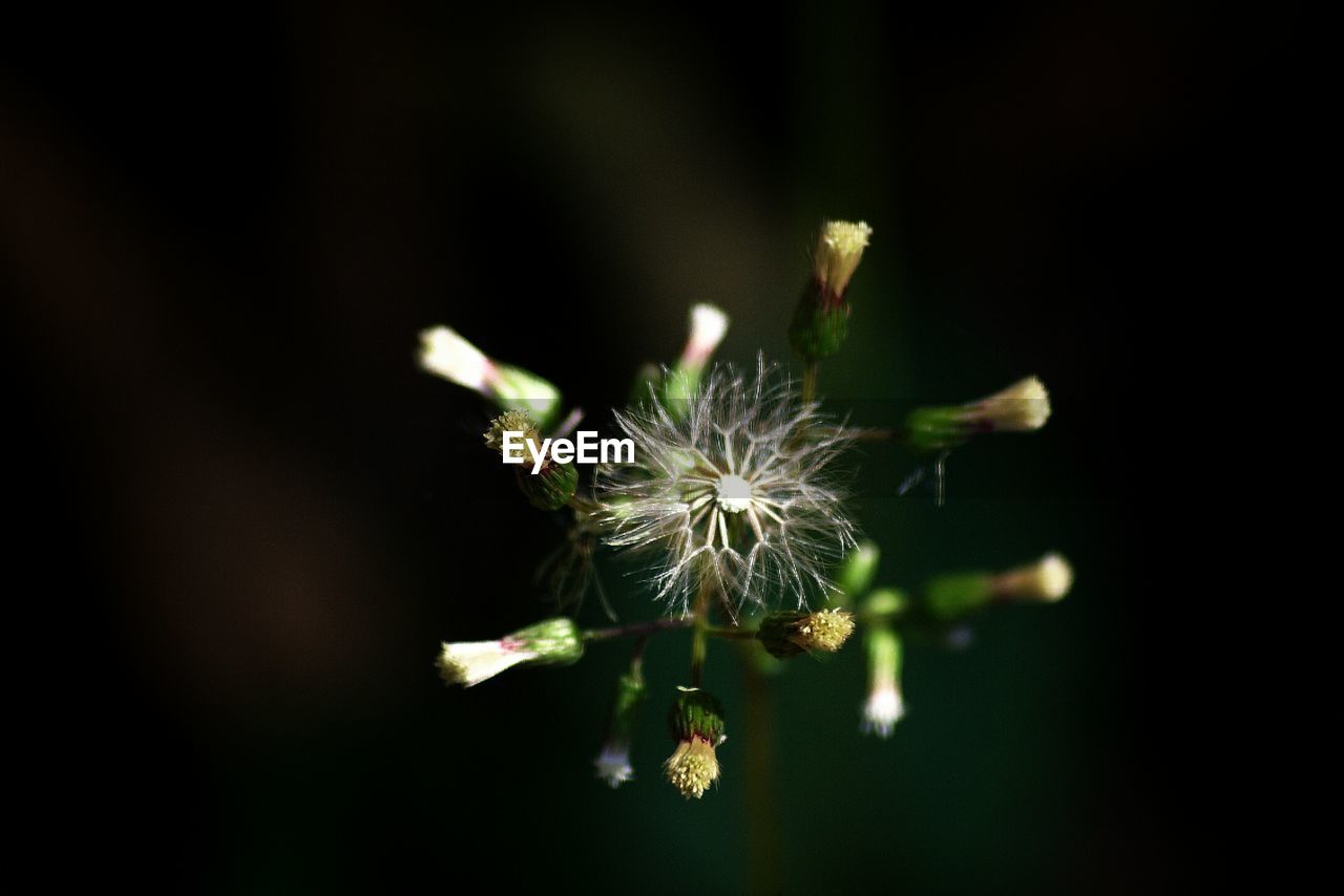 Close-up of dandelion