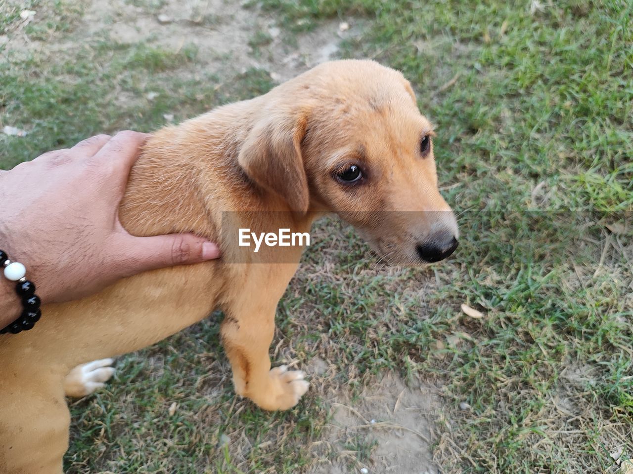 pet, dog, one animal, canine, mammal, domestic animals, animal themes, animal, grass, plant, puppy, day, young animal, hand, nature, land, brown, high angle view, hound, field, outdoors, looking, one person