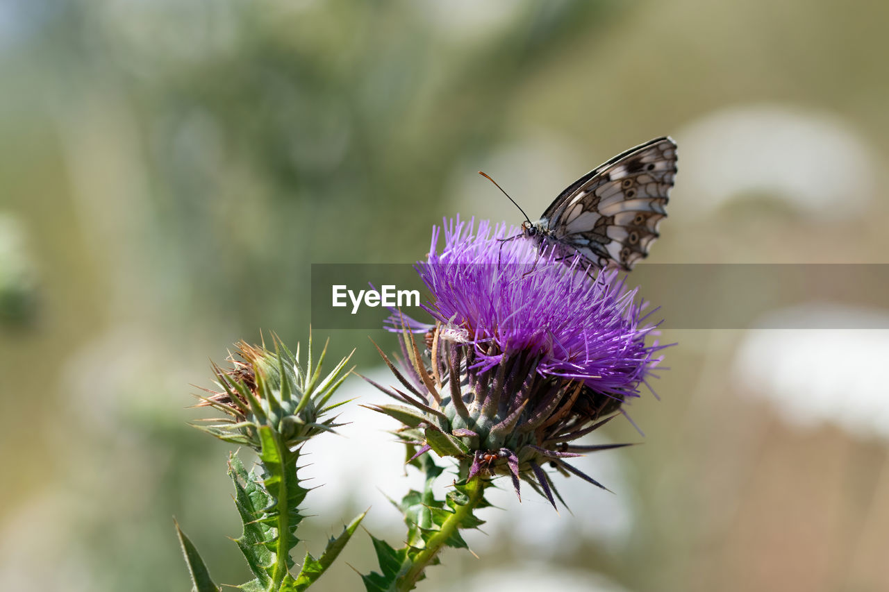 flower, insect, animal themes, beauty in nature, animal, flowering plant, animal wildlife, plant, nature, close-up, freshness, one animal, purple, macro photography, animal wing, thistle, wildlife, fragility, butterfly, focus on foreground, moths and butterflies, animal body part, macro, flower head, no people, food, petal, eating, outdoors, environment, selective focus, wildflower, perching, summer, springtime, pollination, side view, feeding, growth, magnification, full length, social issues, day, tranquility