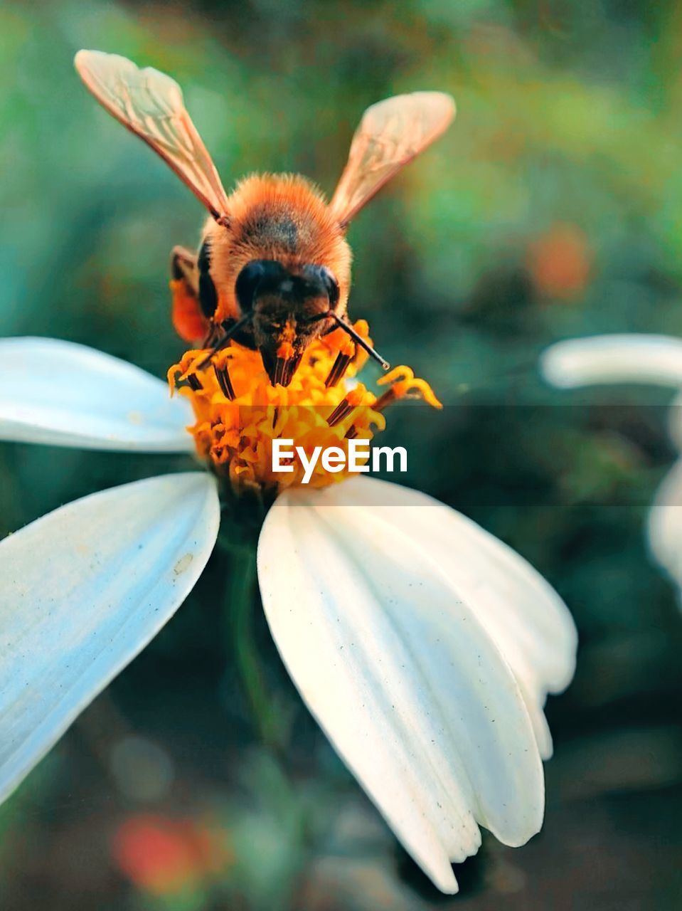 CLOSE-UP OF HONEY BEE POLLINATING ON FLOWER