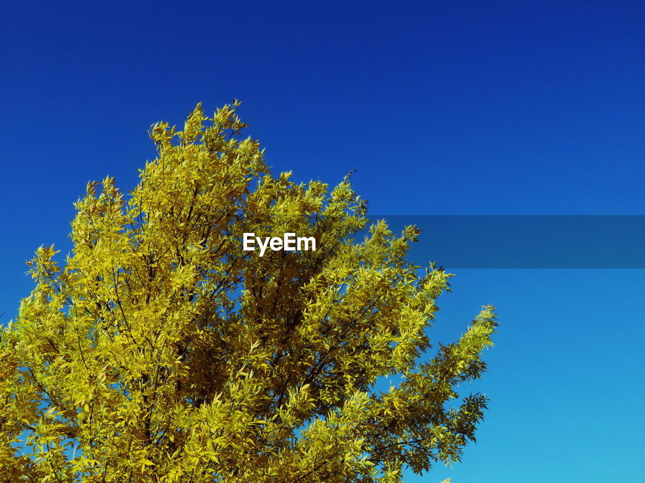 Low angle view of tree against blue sky