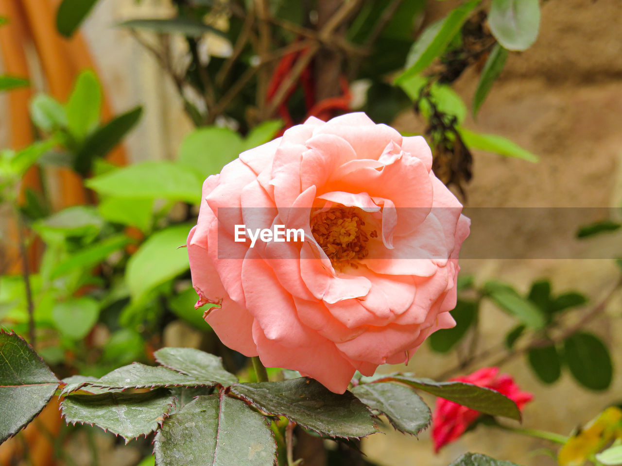 CLOSE-UP OF ROSE BUD ON PLANT