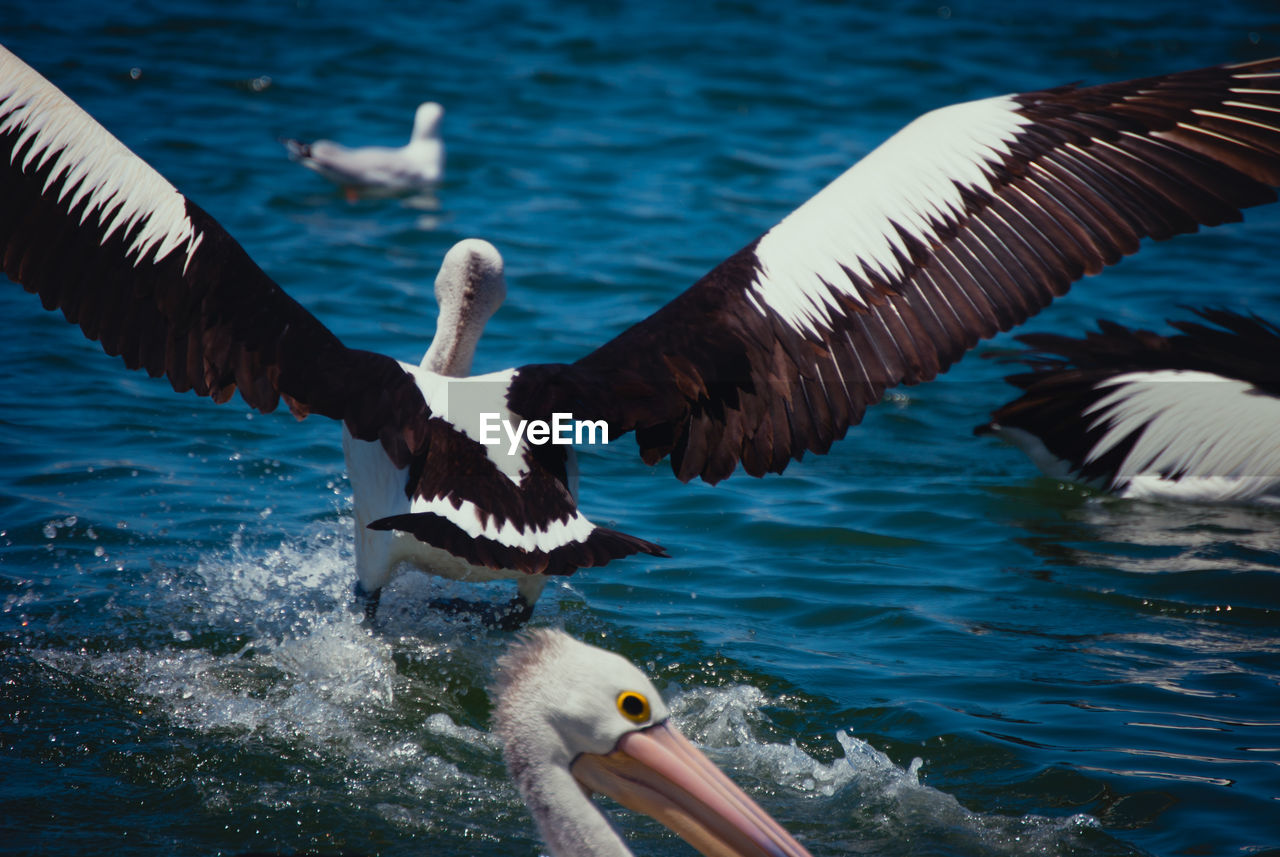 SEAGULLS FLYING ABOVE SEA