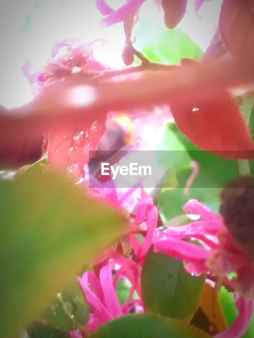 CLOSE-UP OF PINK FLOWERS