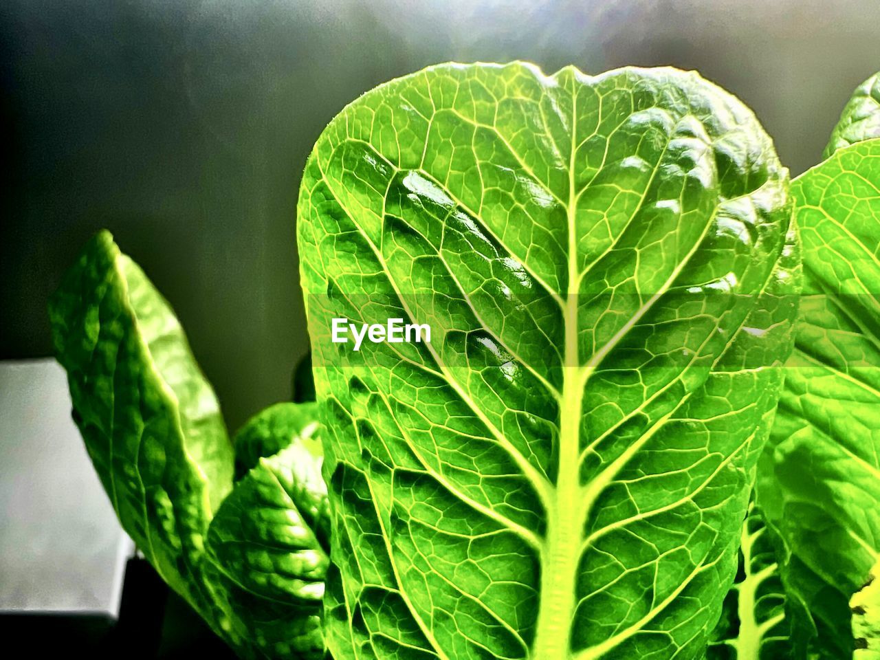 leaf, plant part, green, plant, nature, freshness, food and drink, produce, food, growth, vegetable, close-up, leaf vegetable, healthy eating, no people, leaf vein, wellbeing, beauty in nature, outdoors, flower, day, chard, environment