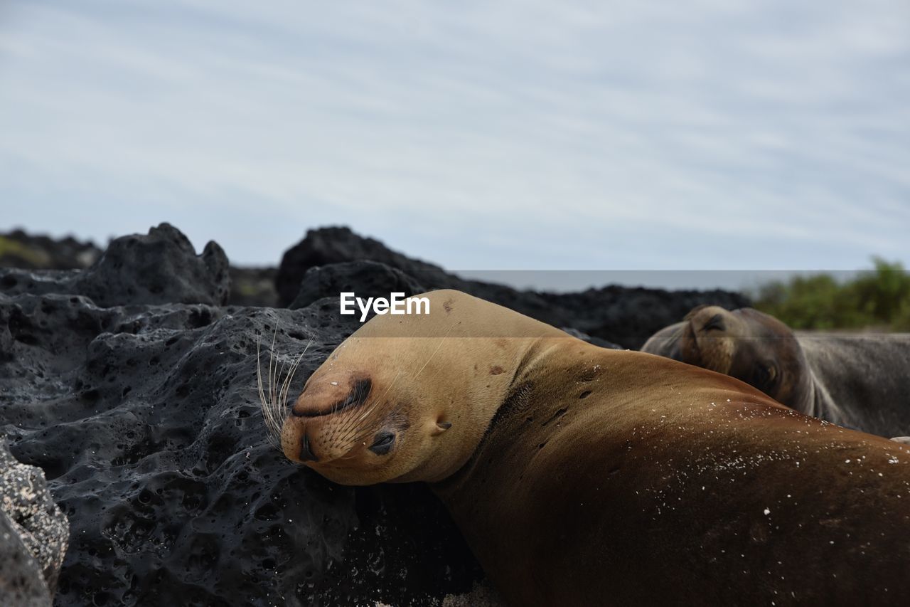 animal themes, animal, animal wildlife, mammal, wildlife, seal, sea lion, sea, nature, no people, group of animals, water, aquatic mammal, harbor seal, underwater, marine mammal, relaxation, outdoors, day, land, animal body part, beach, lying down, two animals, resting, sea life, side view