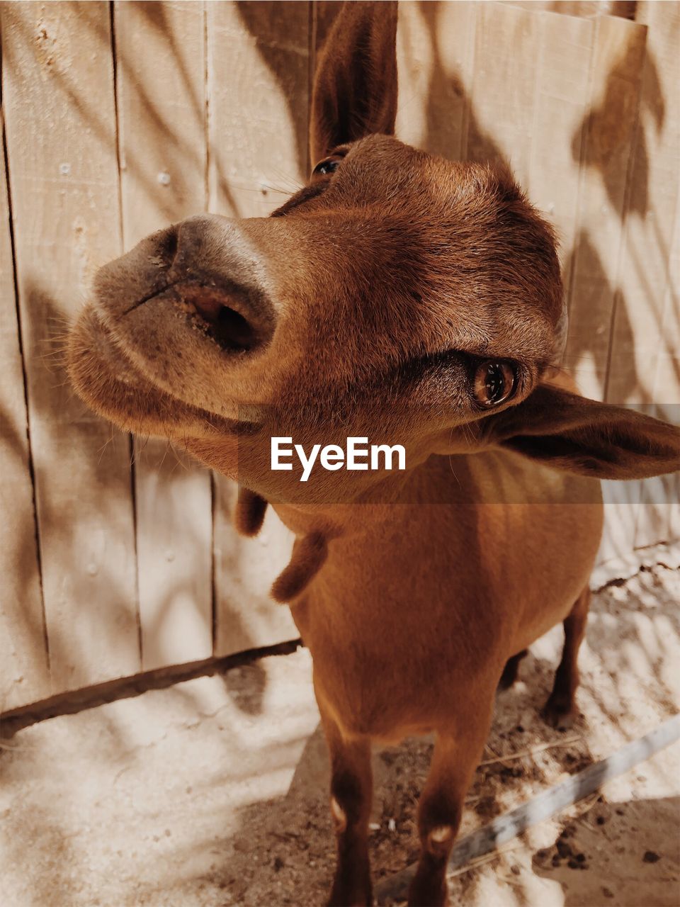 Close-up of goat looking at camera