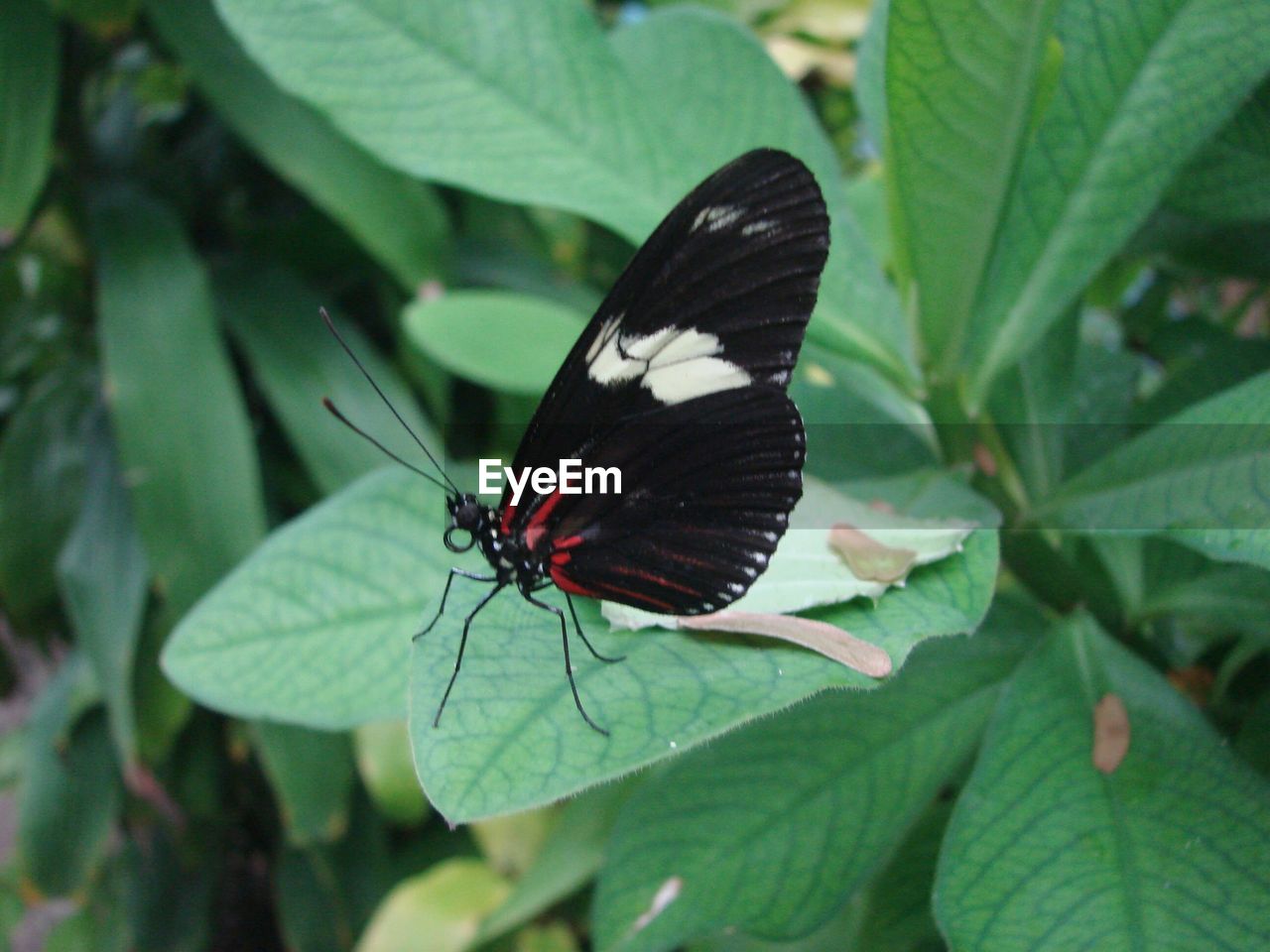 BUTTERFLY POLLINATING FLOWER