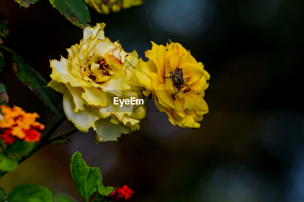 Close-up of bee pollinating on yellow rose flower