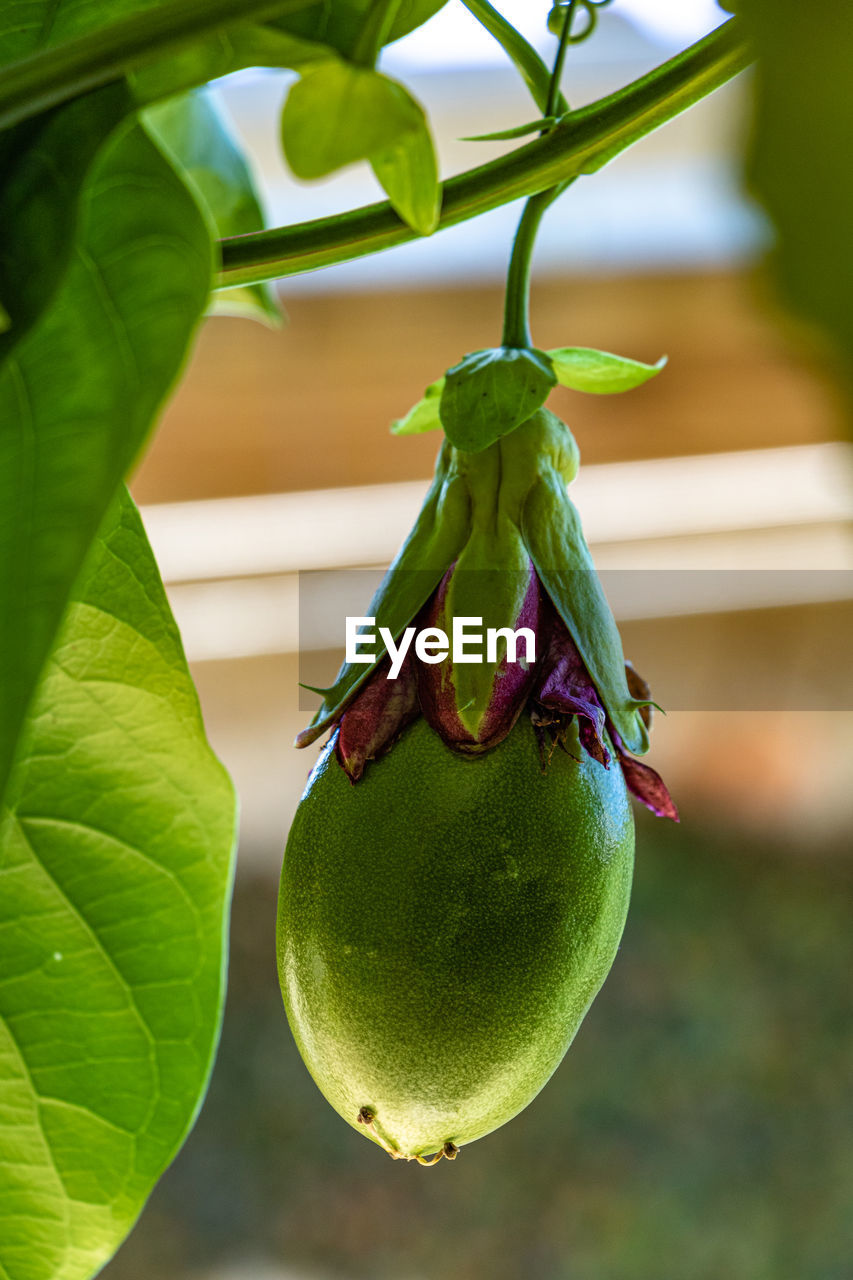 green, food, food and drink, healthy eating, leaf, plant part, fruit, plant, freshness, flower, produce, nature, wellbeing, close-up, no people, macro photography, growth, hanging, tree, agriculture, vegetable, outdoors, focus on foreground, yellow, organic, eggplant, ripe, plant stem, environment, day