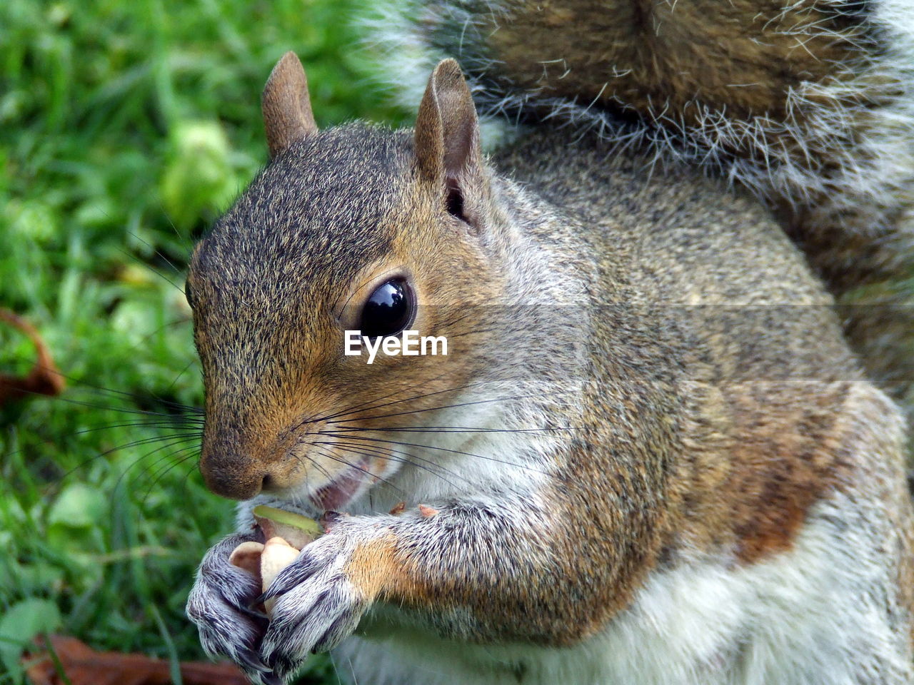 Close-up of squirrel eating nuts