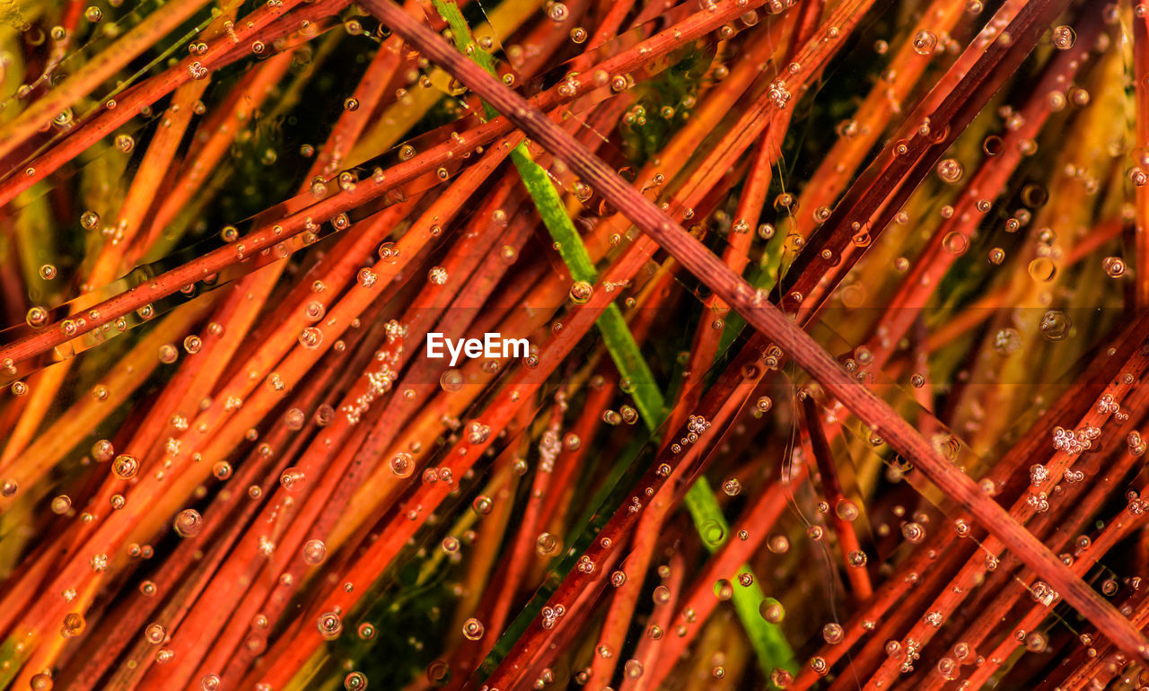 CLOSE-UP OF WET PLANT