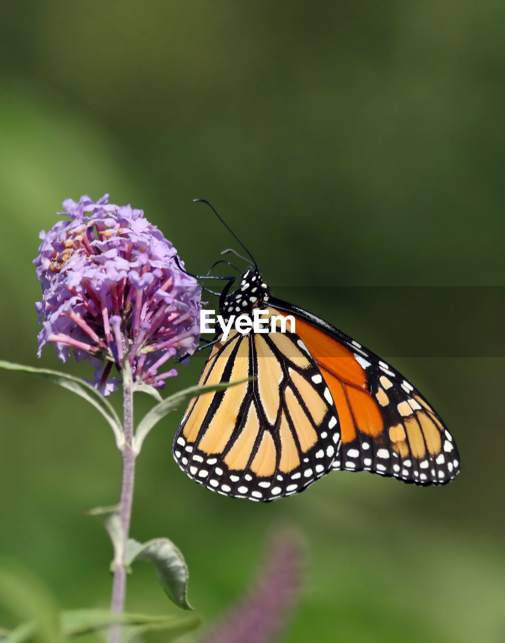 Monarch butterfly