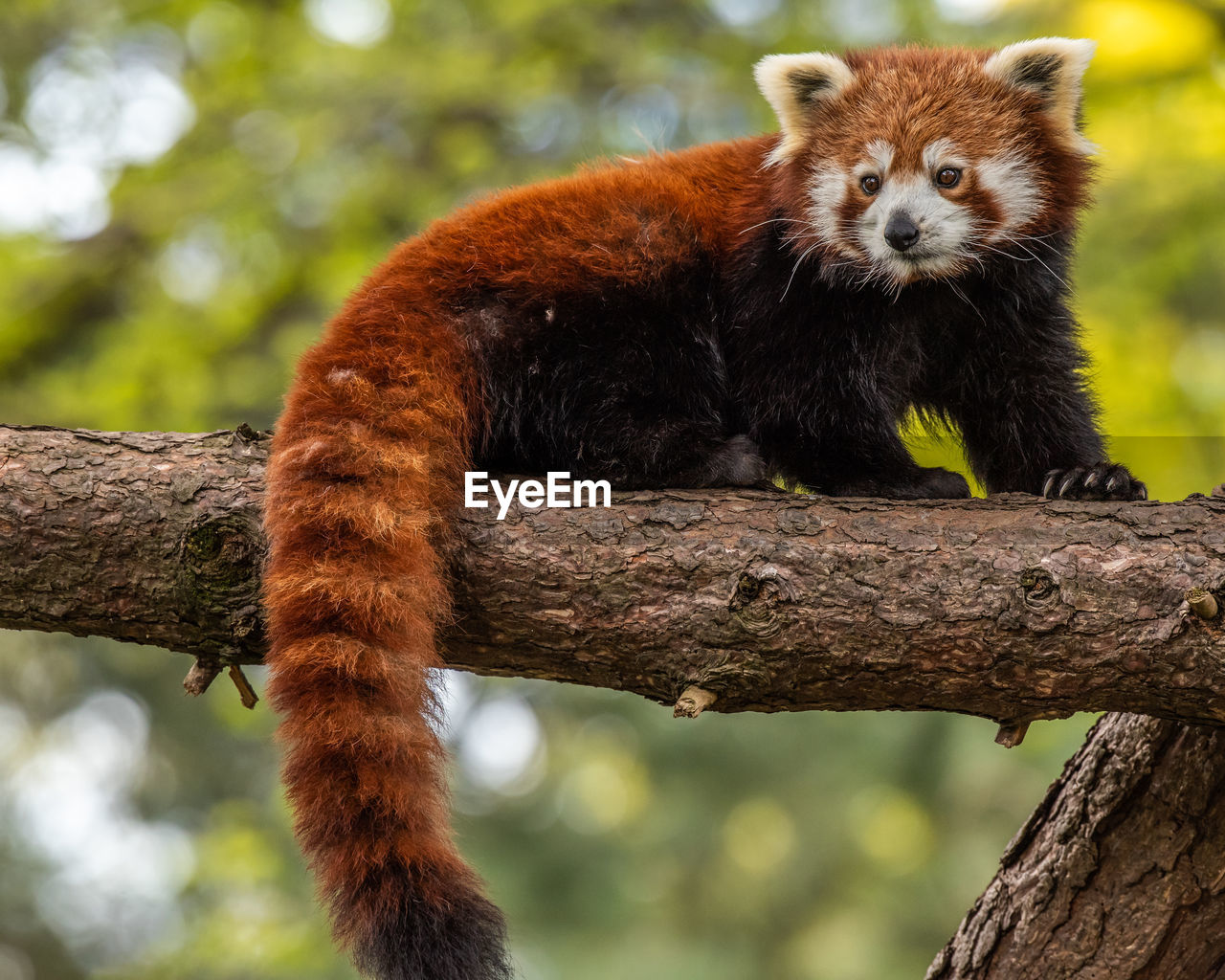 The red panda is slightly larger than a domestic cat with a bear-like body and thick russet fur. 