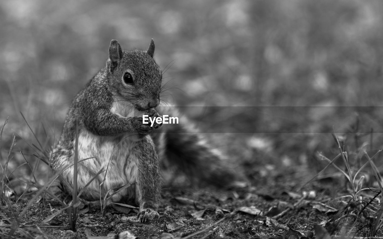 CLOSE-UP OF SQUIRREL ON A FIELD