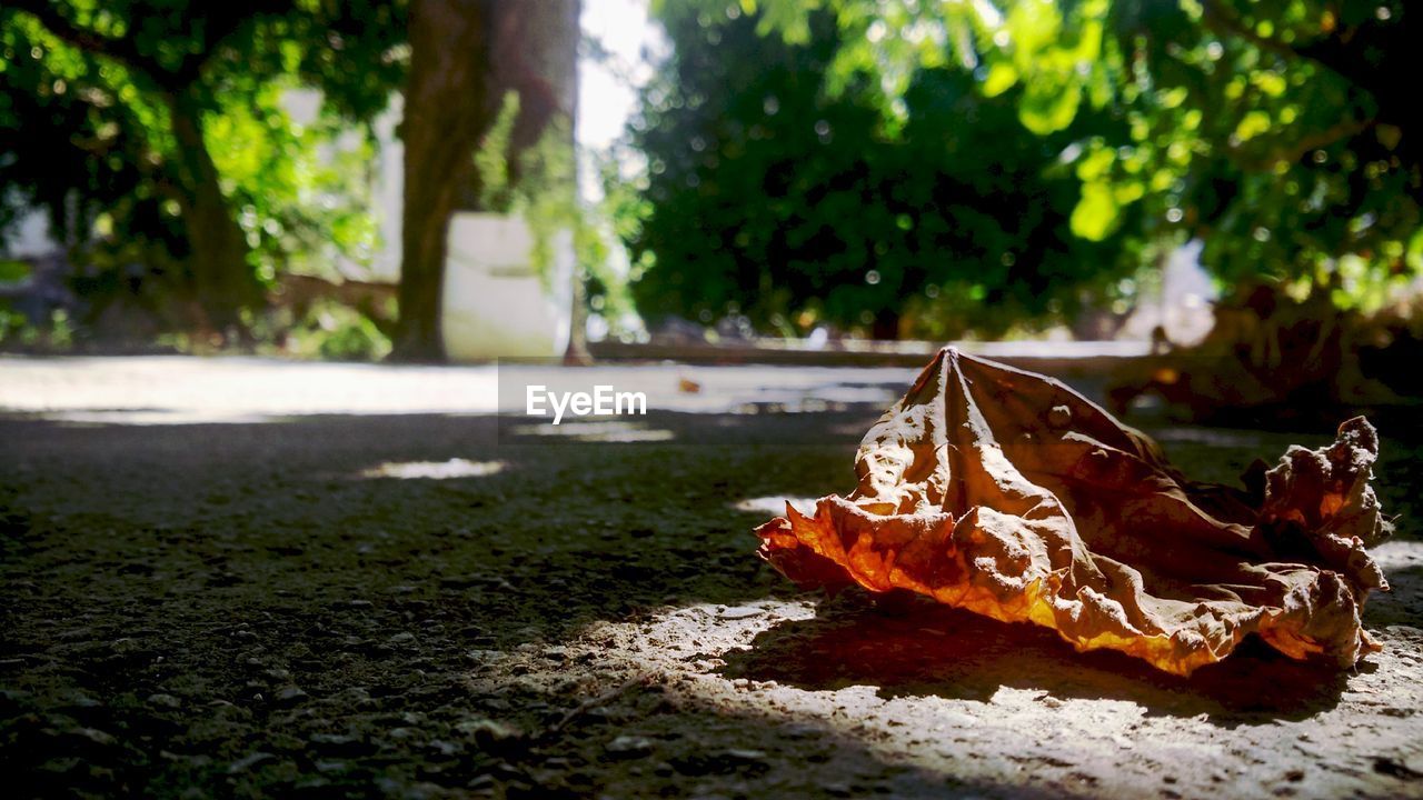 CLOSE-UP OF AUTUMN LEAF