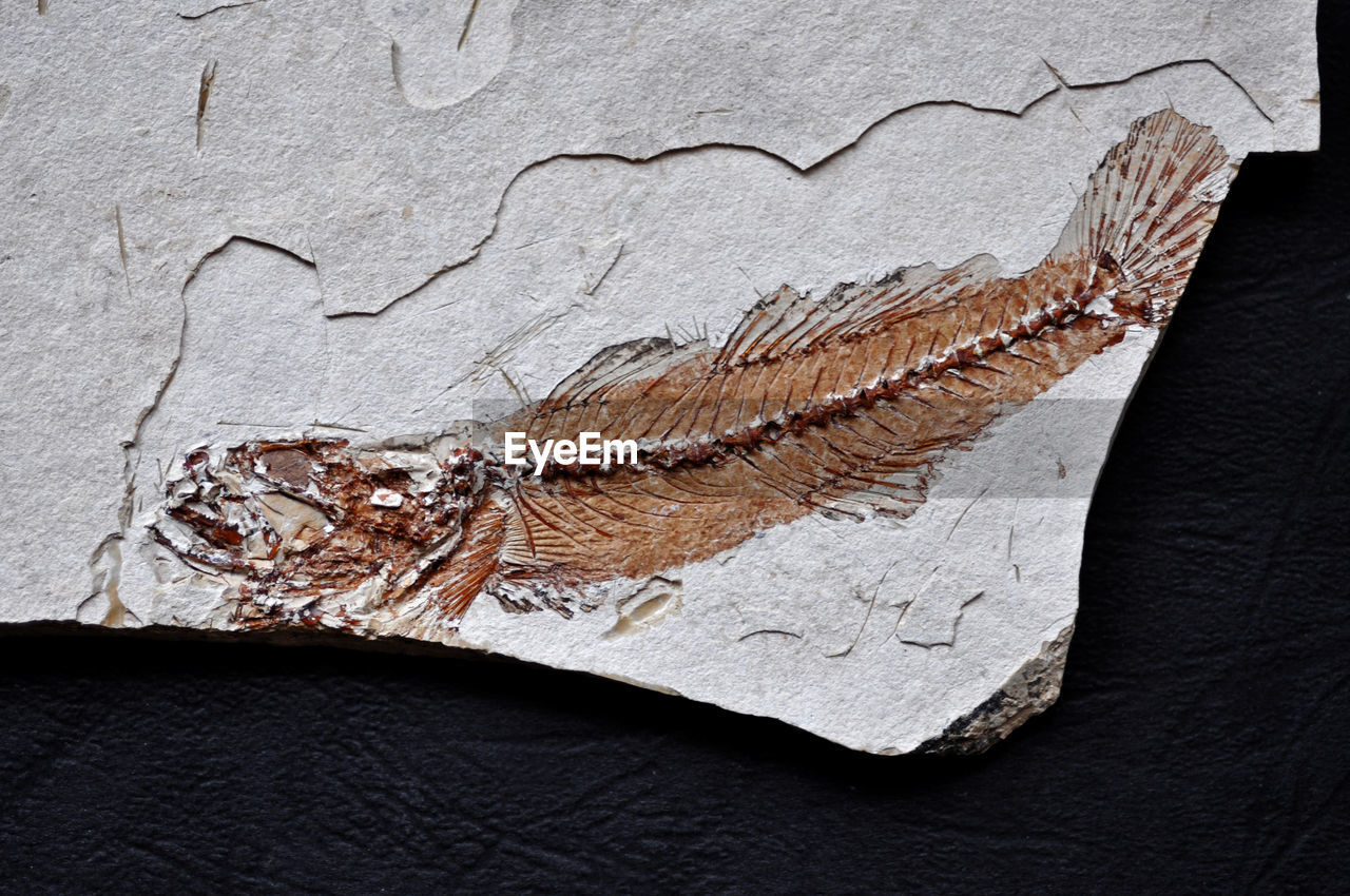 Sarmatian fossil fish skeleton with bone details