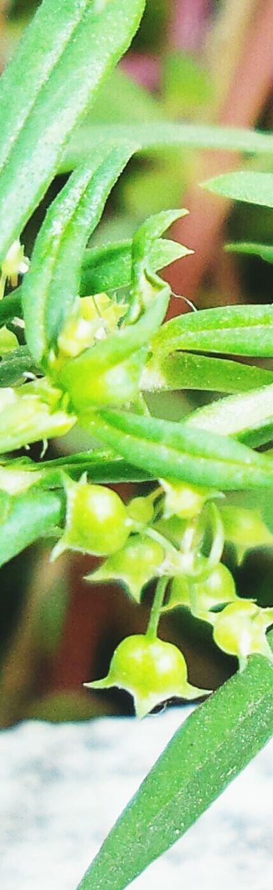 CLOSE-UP OF FRESH GREEN PLANTS