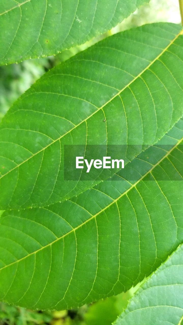 FULL FRAME SHOT OF LEAVES