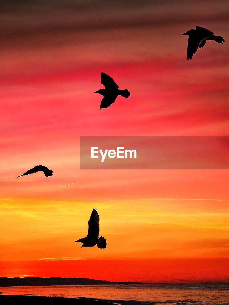 bird, animal, animal themes, flying, wildlife, animal wildlife, sunset, group of animals, sky, silhouette, nature, beauty in nature, cloud, mid-air, water, sea, dramatic sky, no people, orange color, animal body part, spread wings, outdoors, motion, two animals, scenics - nature, romantic sky, tranquility, environment, tranquil scene