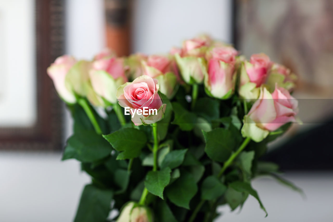 Close-up of pink roses blooming indoors