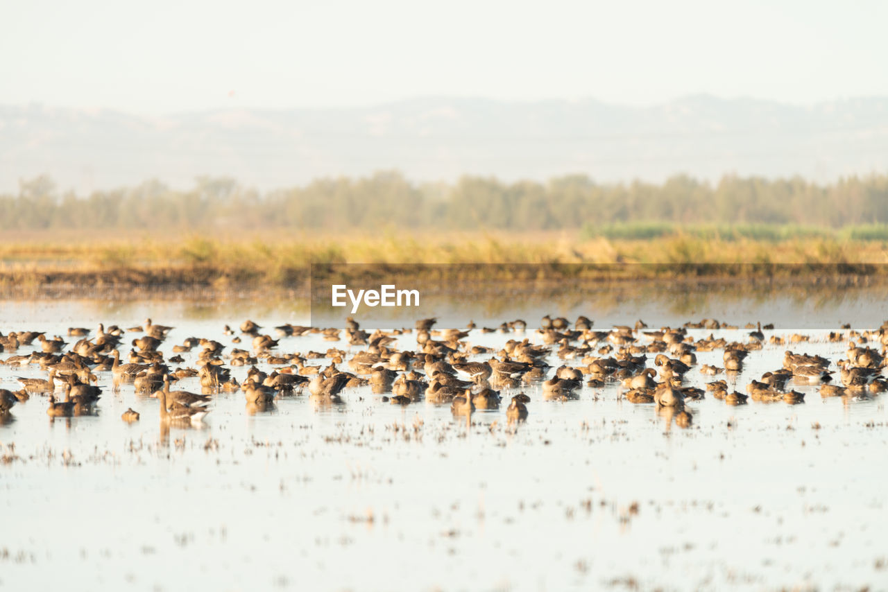 Migrating canada geese rest on lake in california.