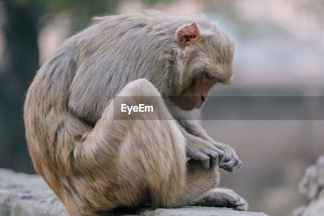 Close-up of monkey sitting outdoors