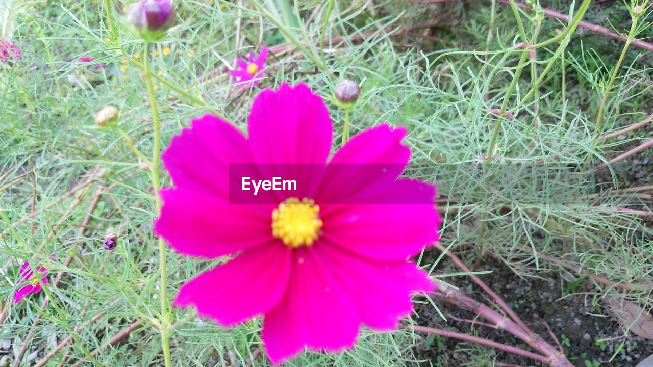 CLOSE-UP OF PINK FLOWER BLOOMING IN FIELD