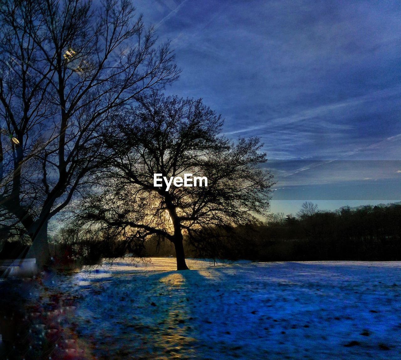 BARE TREES ON RIVERBANK AGAINST BLUE SKY