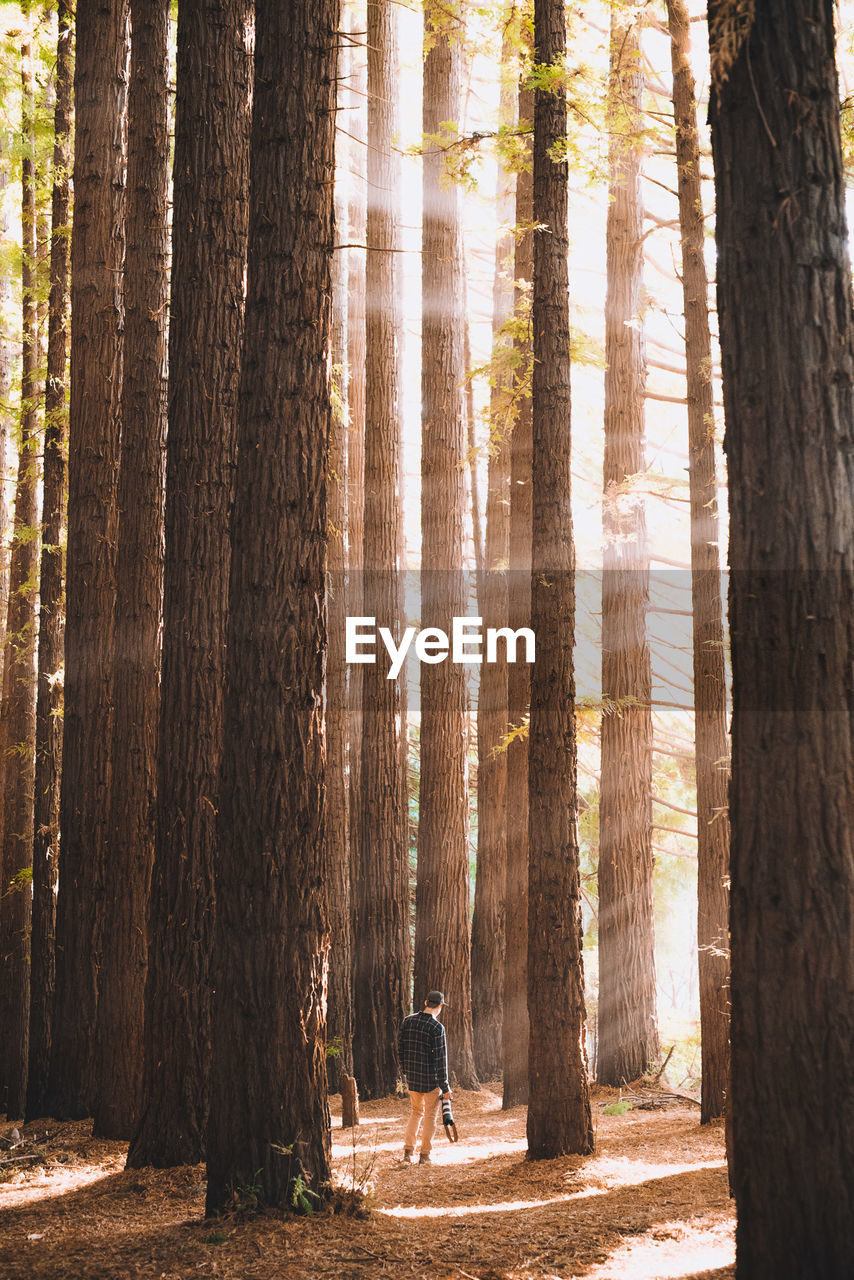 Rear view of man standing in forest