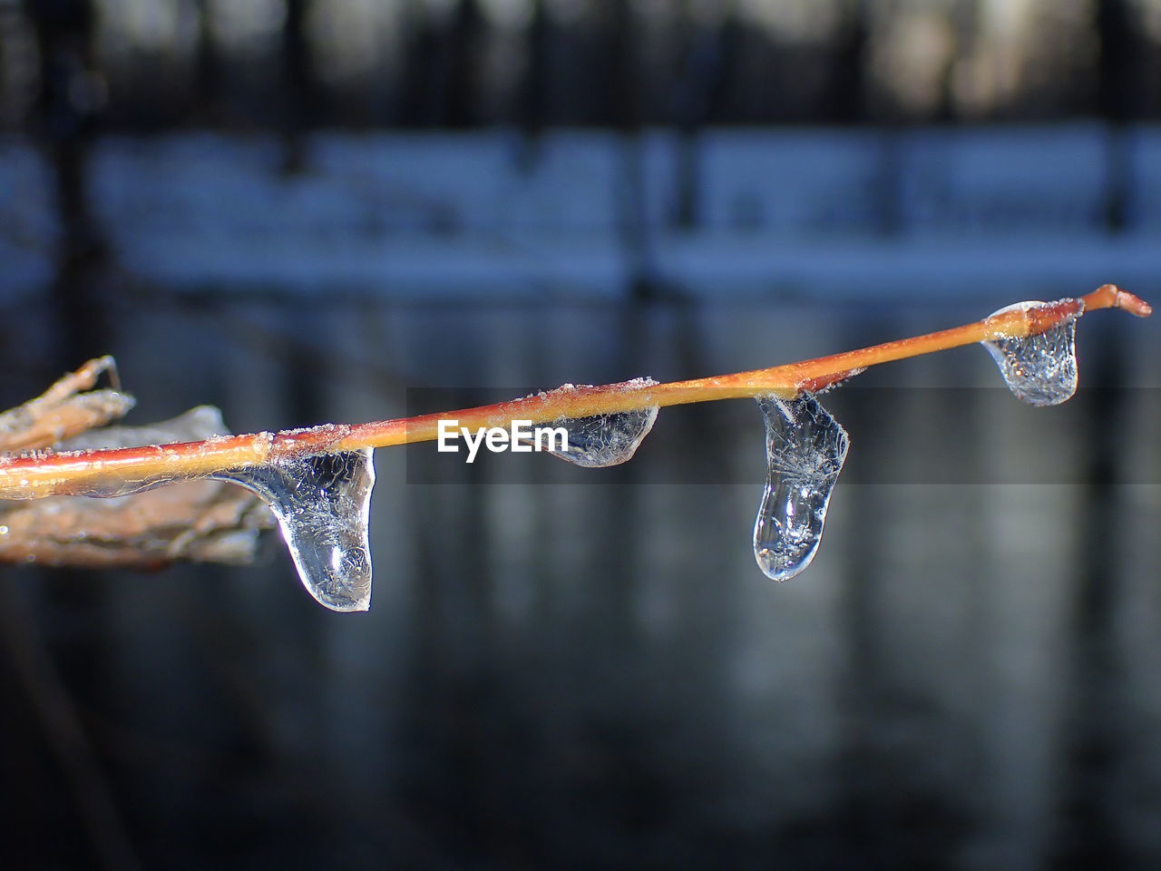 CLOSE-UP OF FROZEN WATER DROP ON PLANT