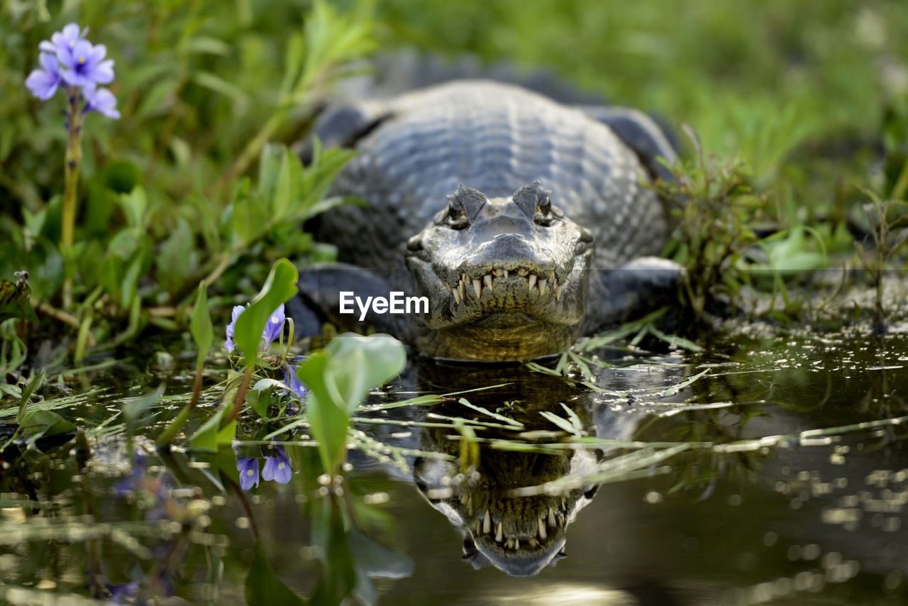 Portrait of crocodile in a lake