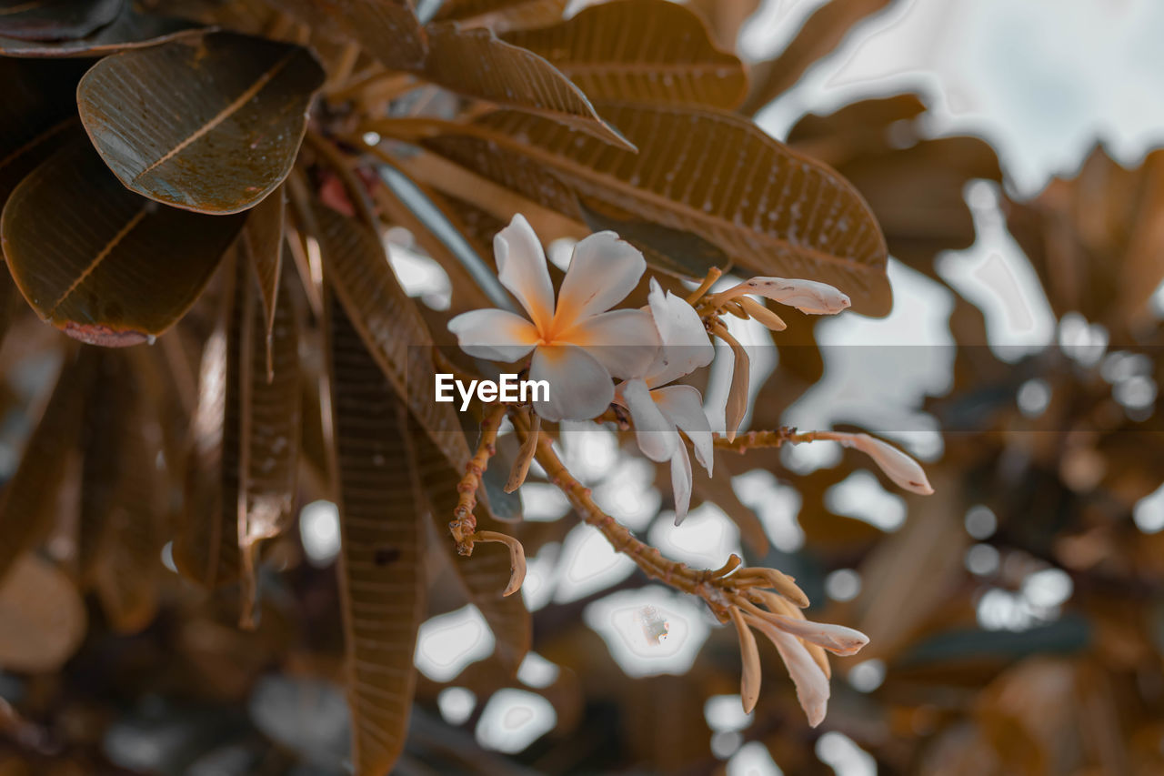 CLOSE-UP OF FRESH WHITE FLOWERING PLANT