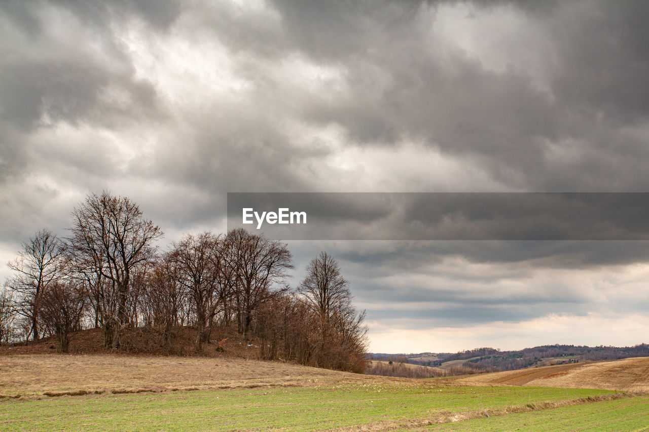 Trees on field against sky