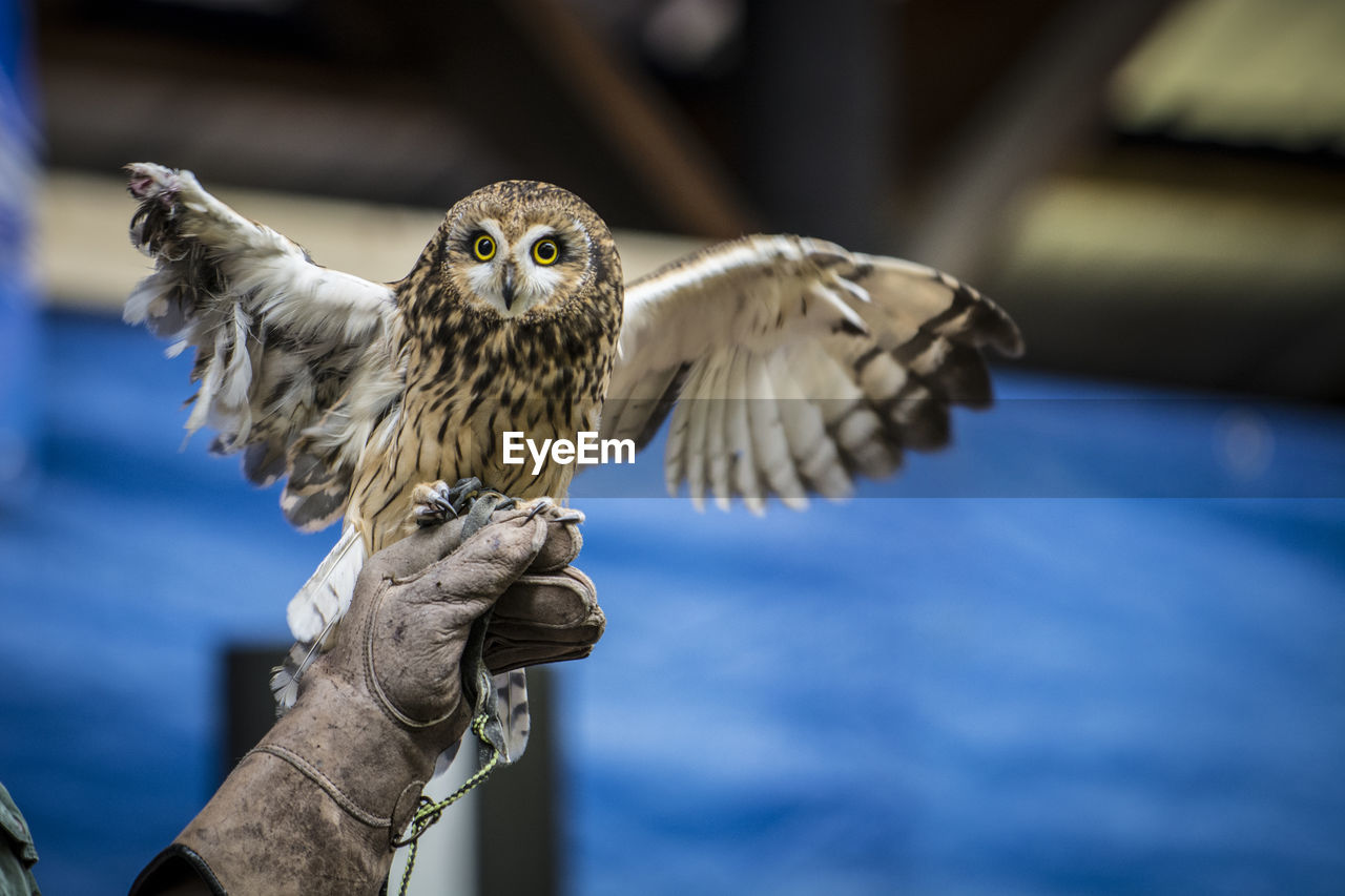 Close-up of owl with injured wing