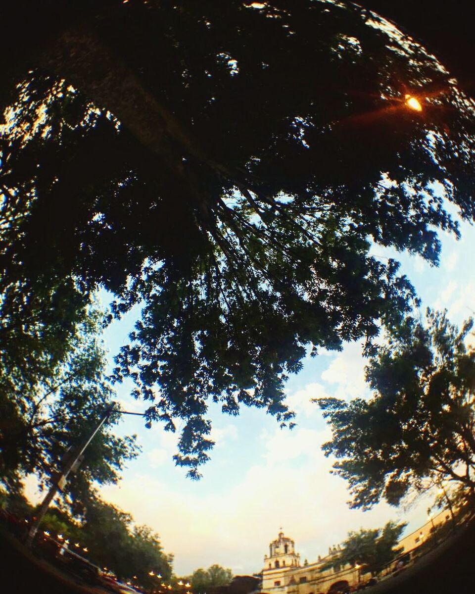 LOW ANGLE VIEW OF TREES AND AGAINST SKY