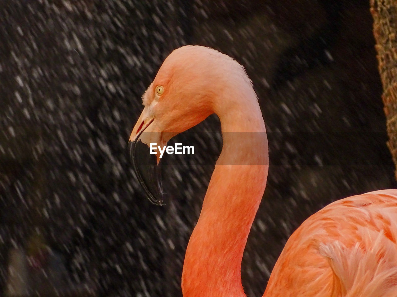 Close-up of a flamingo.