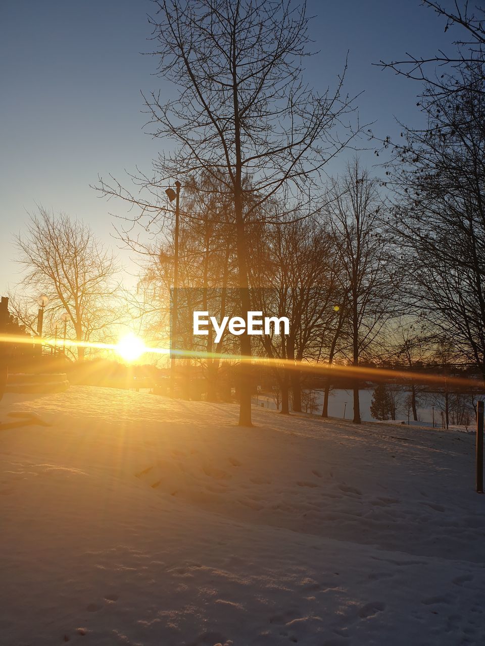 BARE TREES ON FIELD DURING WINTER