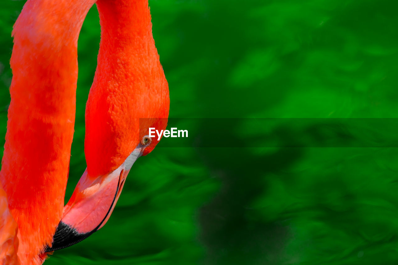 close-up of swan