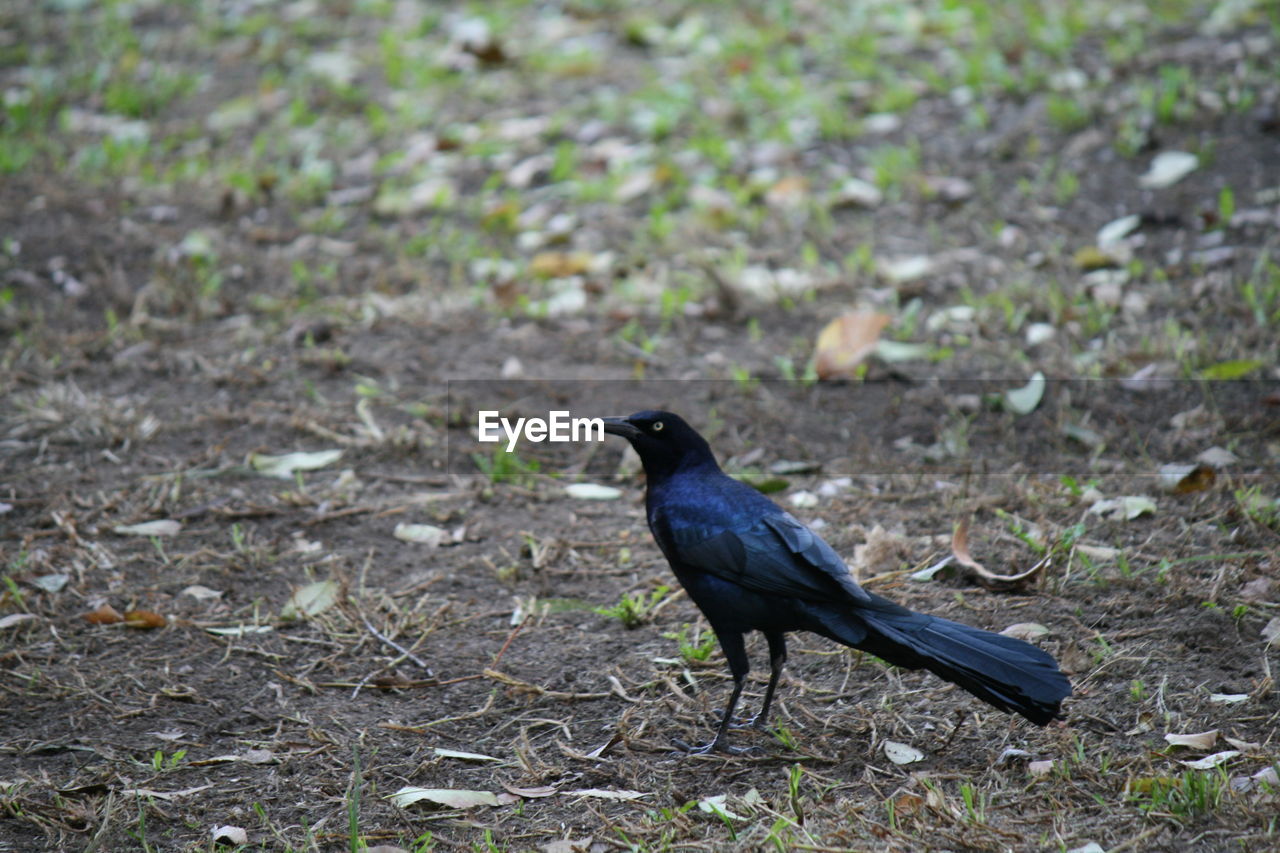 BIRDS PERCHING ON FIELD