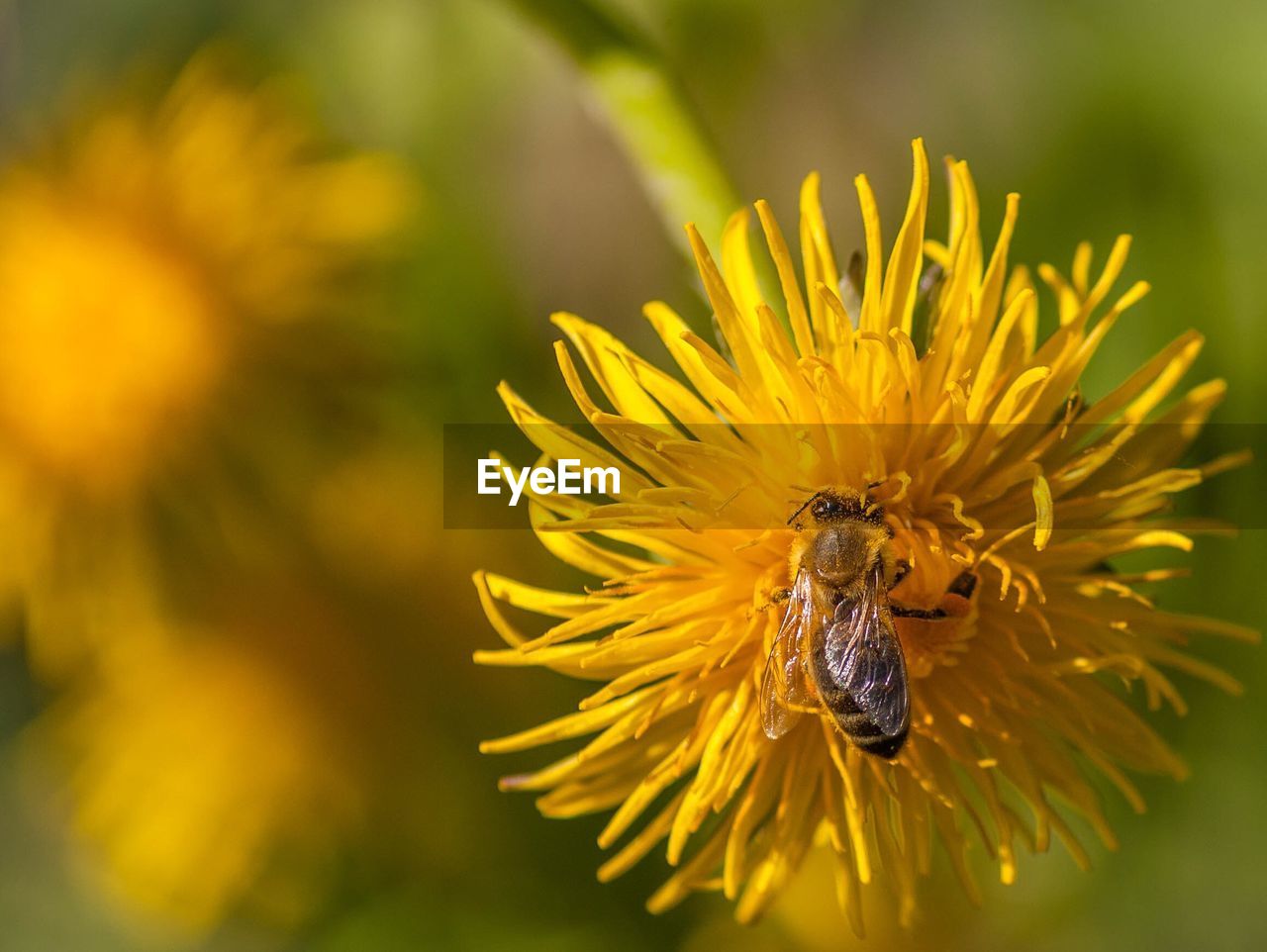 BEE POLLINATING ON YELLOW FLOWER