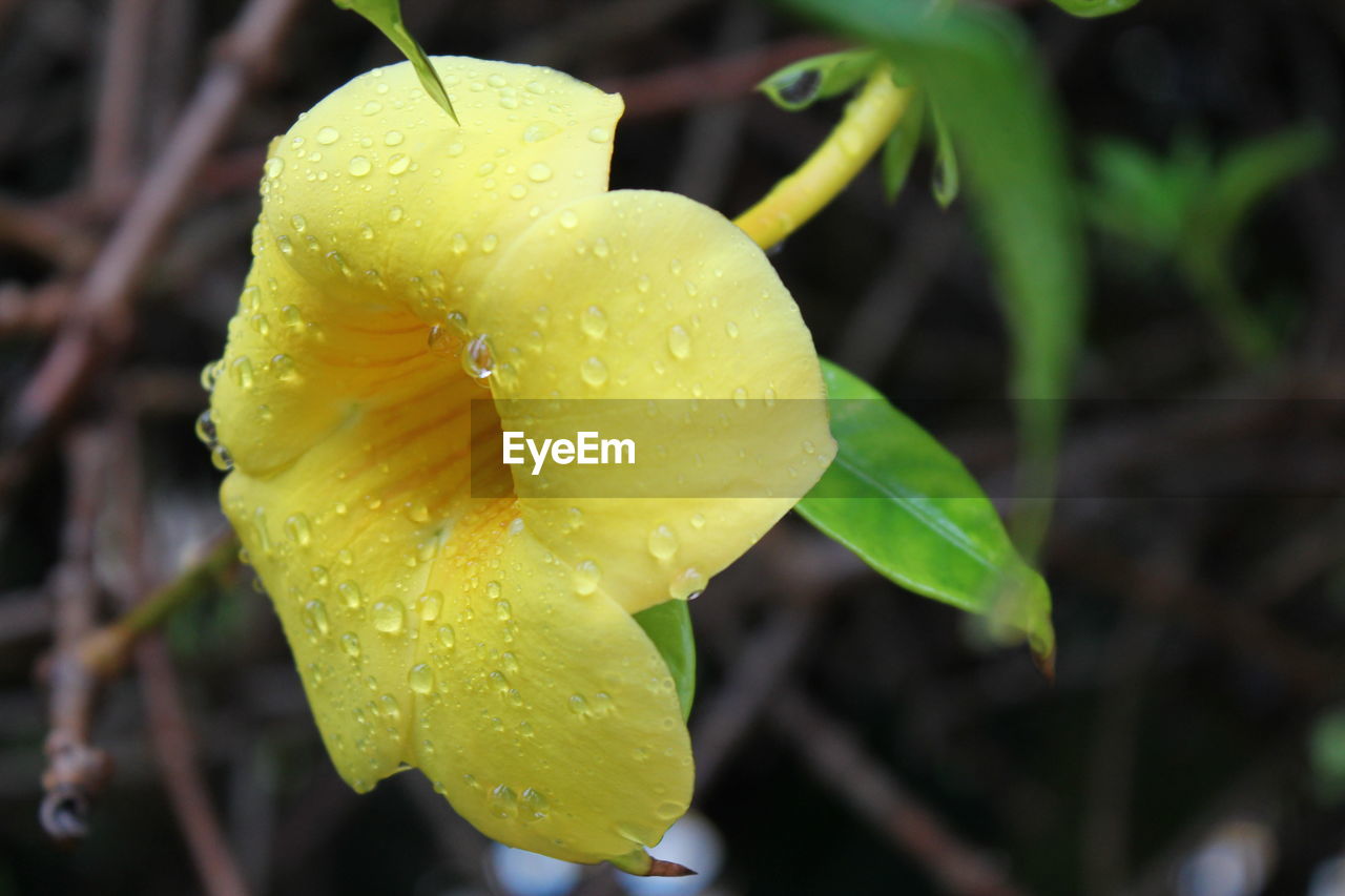 CLOSE-UP OF WATER DROPS ON YELLOW ROSE LEAF