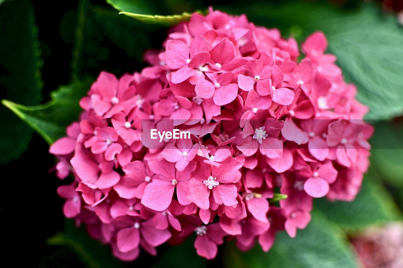 Close-up of pink hydrangea flowers